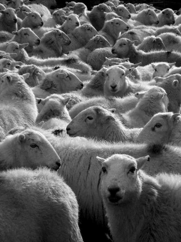 Monochromatic photograph of a herd of sheep in black and white.